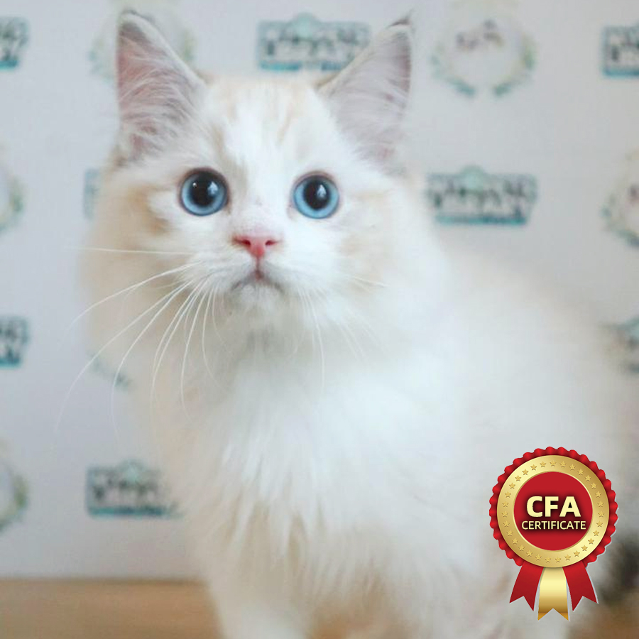 CFA Ragdoll Kitten