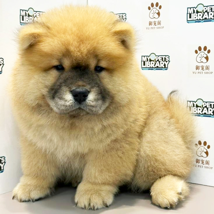 Chow Chow Puppy