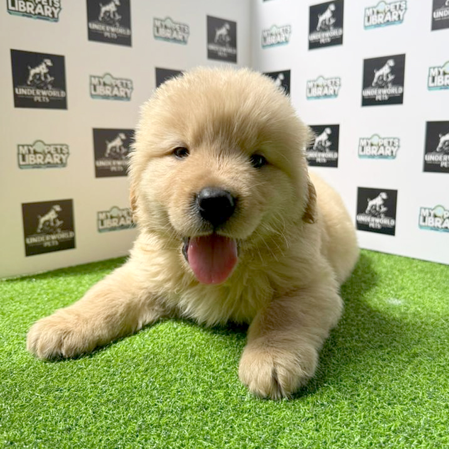 Golden Retriever