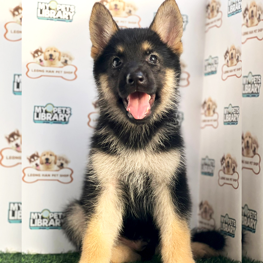 German Shepherd Puppy