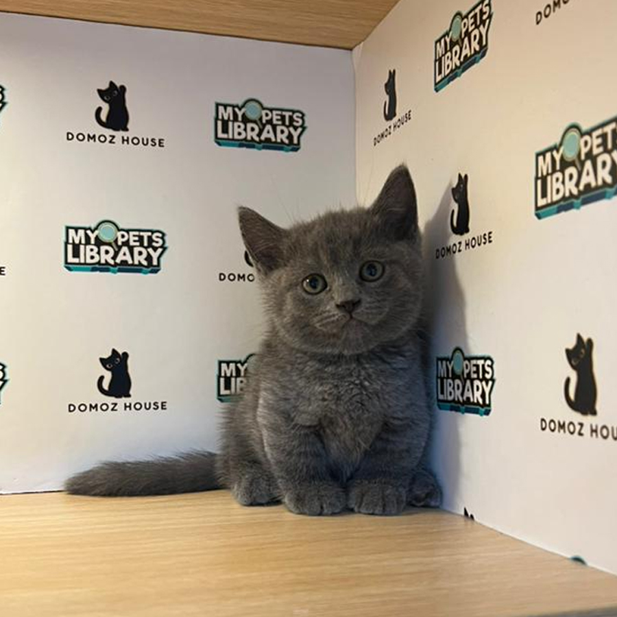 Munchkin Kitten