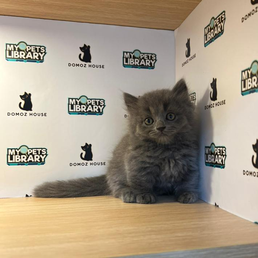 Minuet Napoleon Kitten