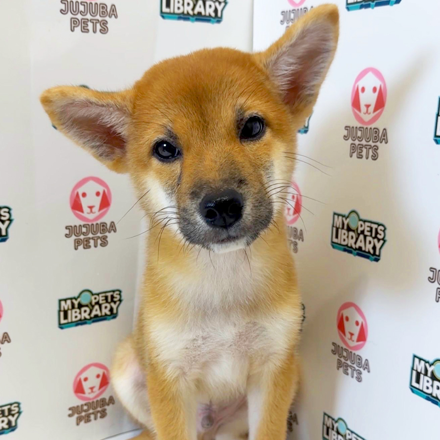 Shiba Inu Puppy