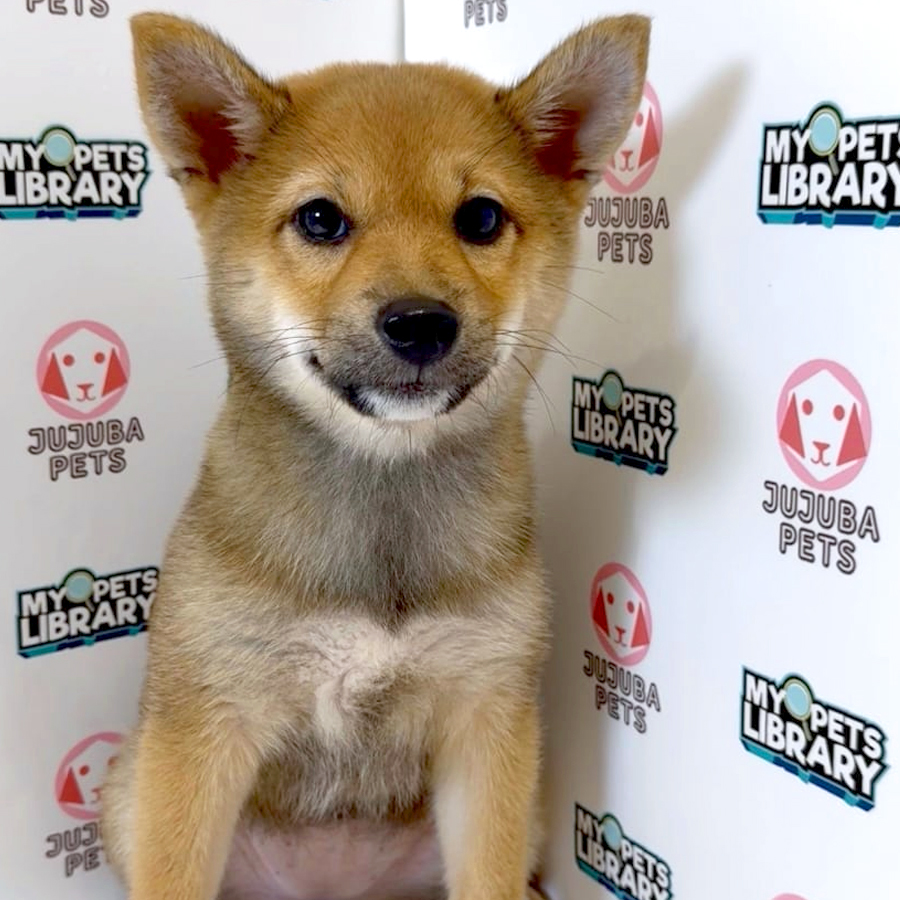 Mame Shiba Inu Puppy