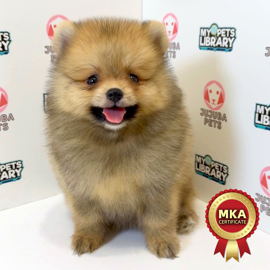 MKA Pomeranian Puppy