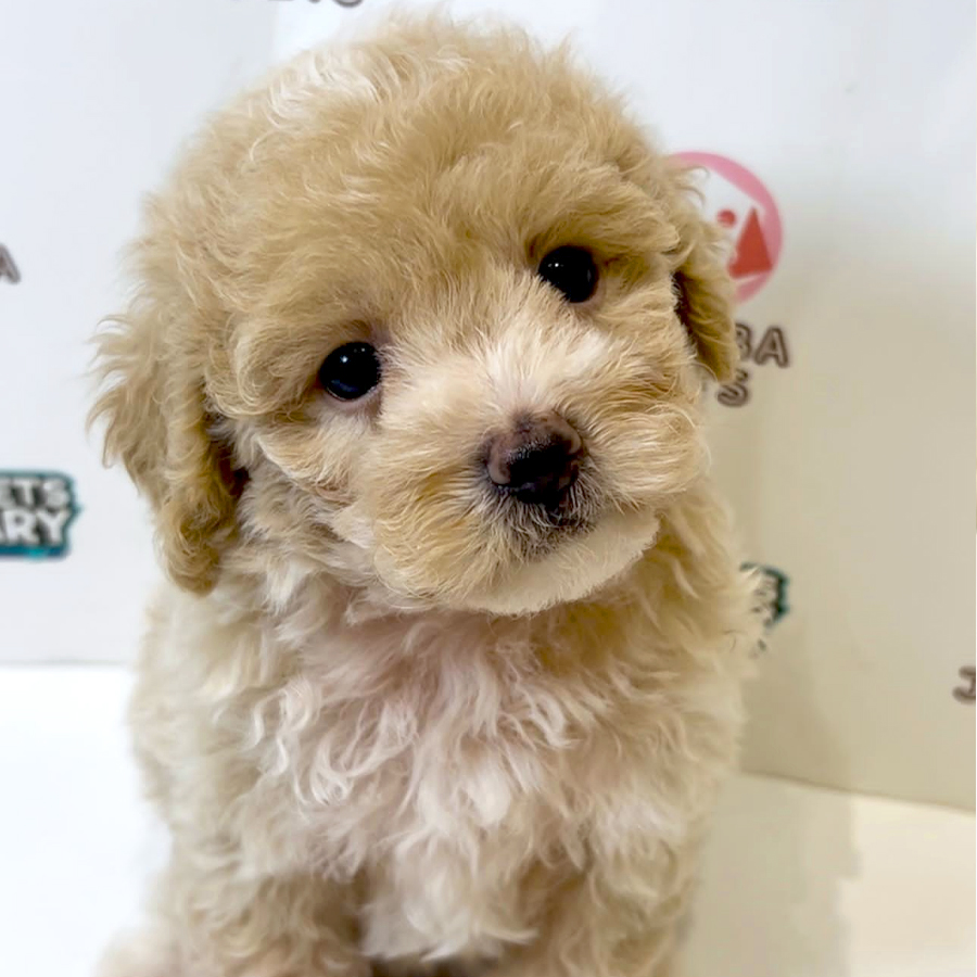 Poochon Puppy