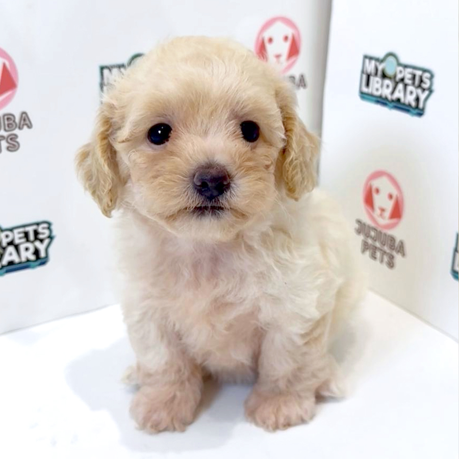 Poochon Puppy