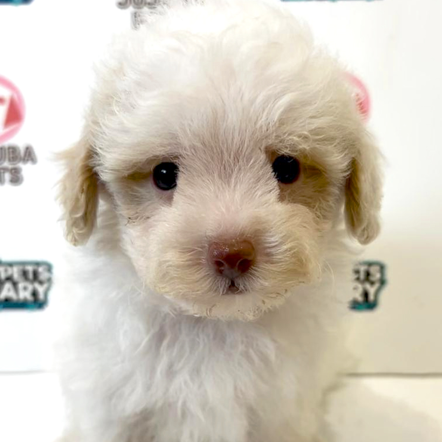 Maltipoo Puppy
