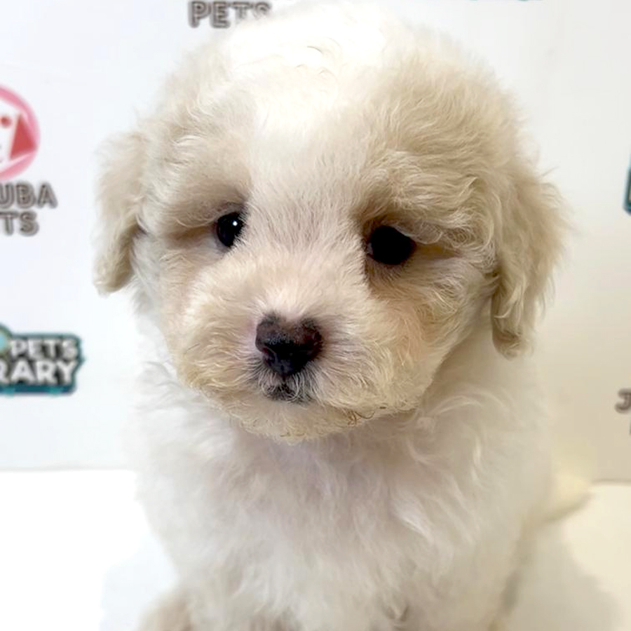 Maltipoo Puppy
