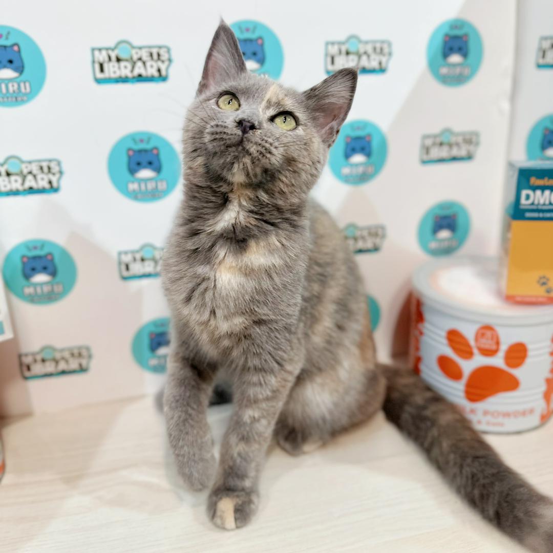 Maine Coon British Shorthair Kitten