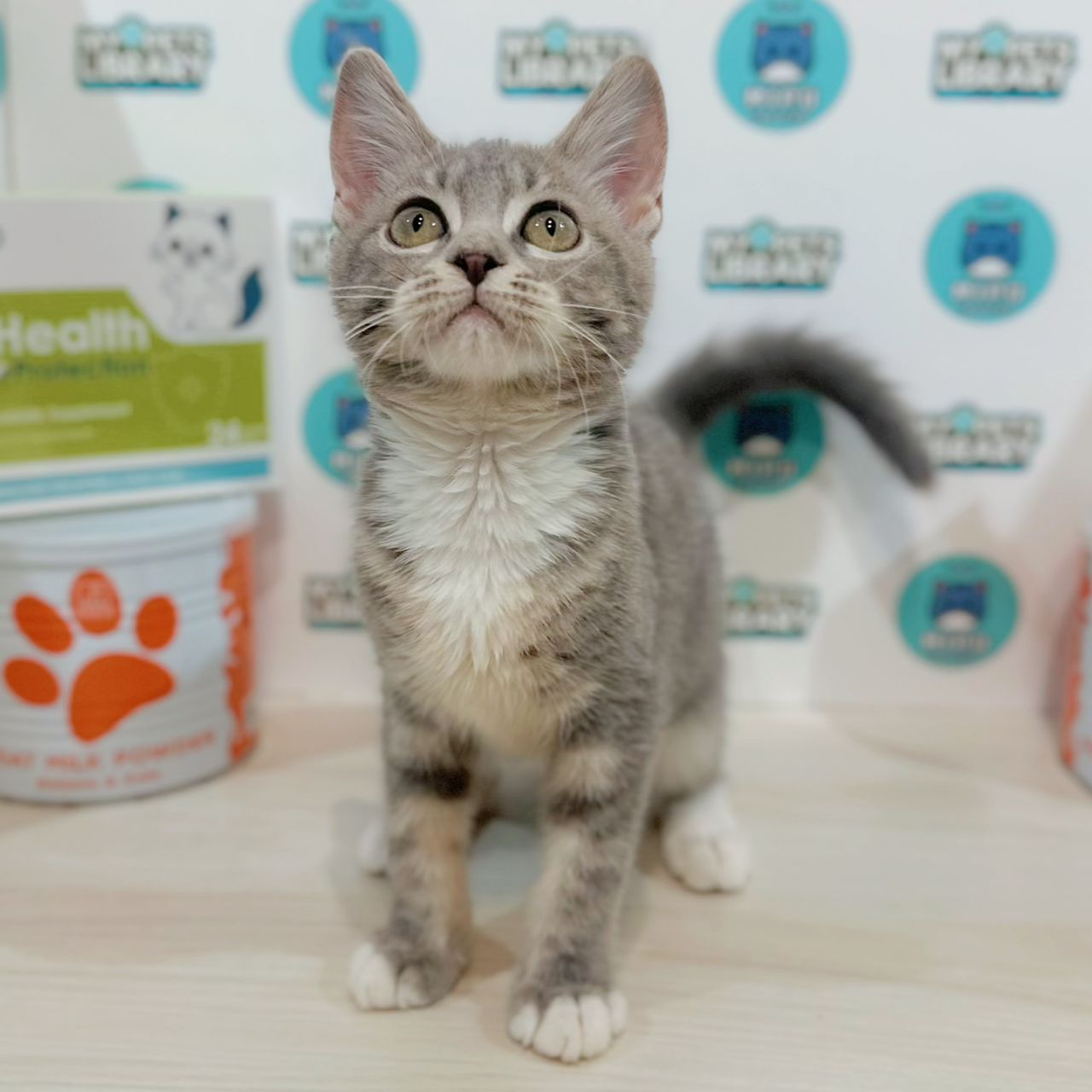 Maine Coon British Shorthair Kitten