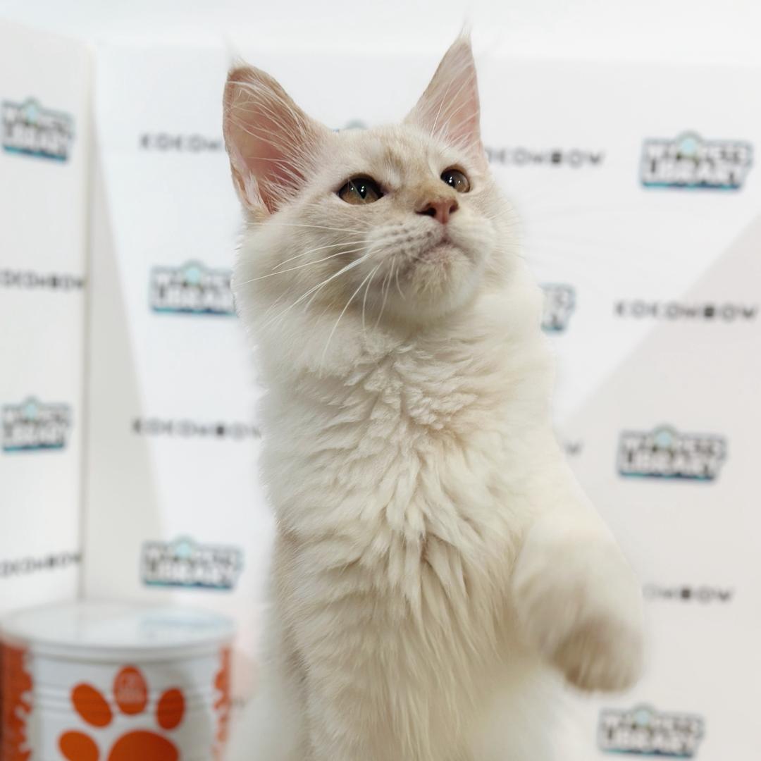 Maine Coon Kitten