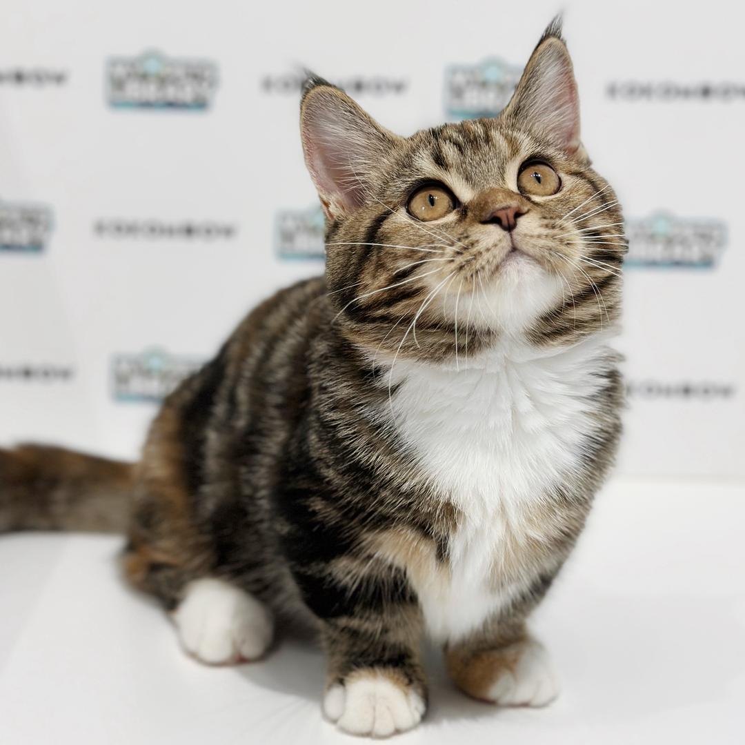 Short Leg Munchkin British Shorthair Kitten