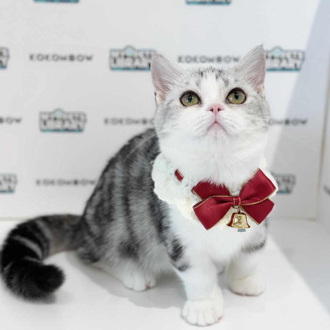 Super Short Munchkin American Shorthair Kitten