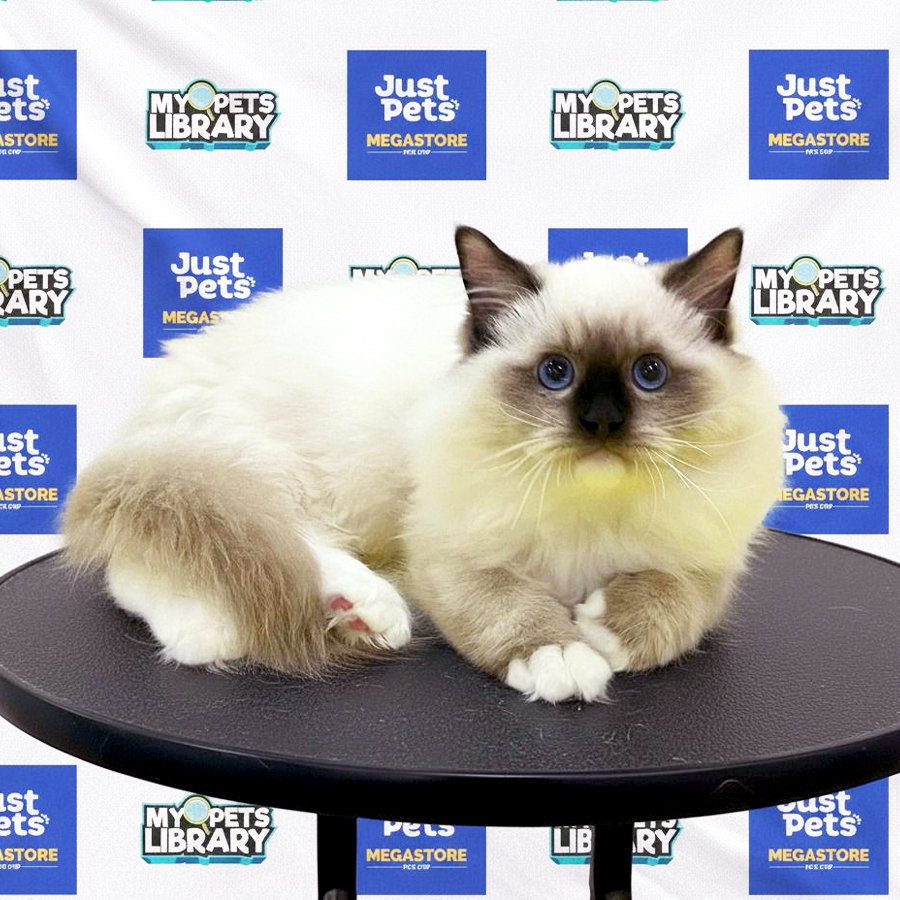 Ragdoll Kitten