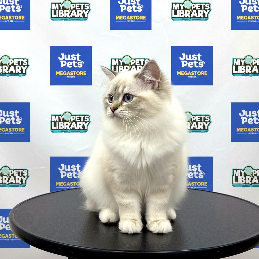 Ragdoll Kitten