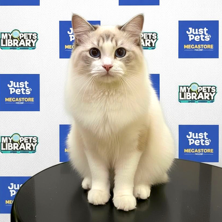Ragdoll Kitten