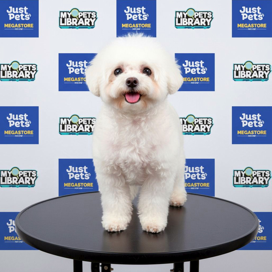 Mini Bichon Frise Puppy
