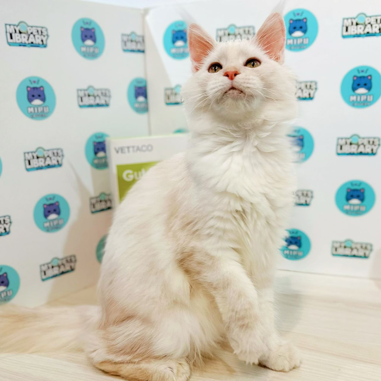 Maine Coon Kitten