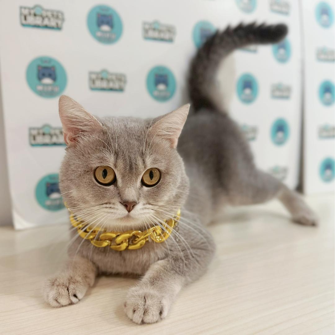 British Shorthair Kitten