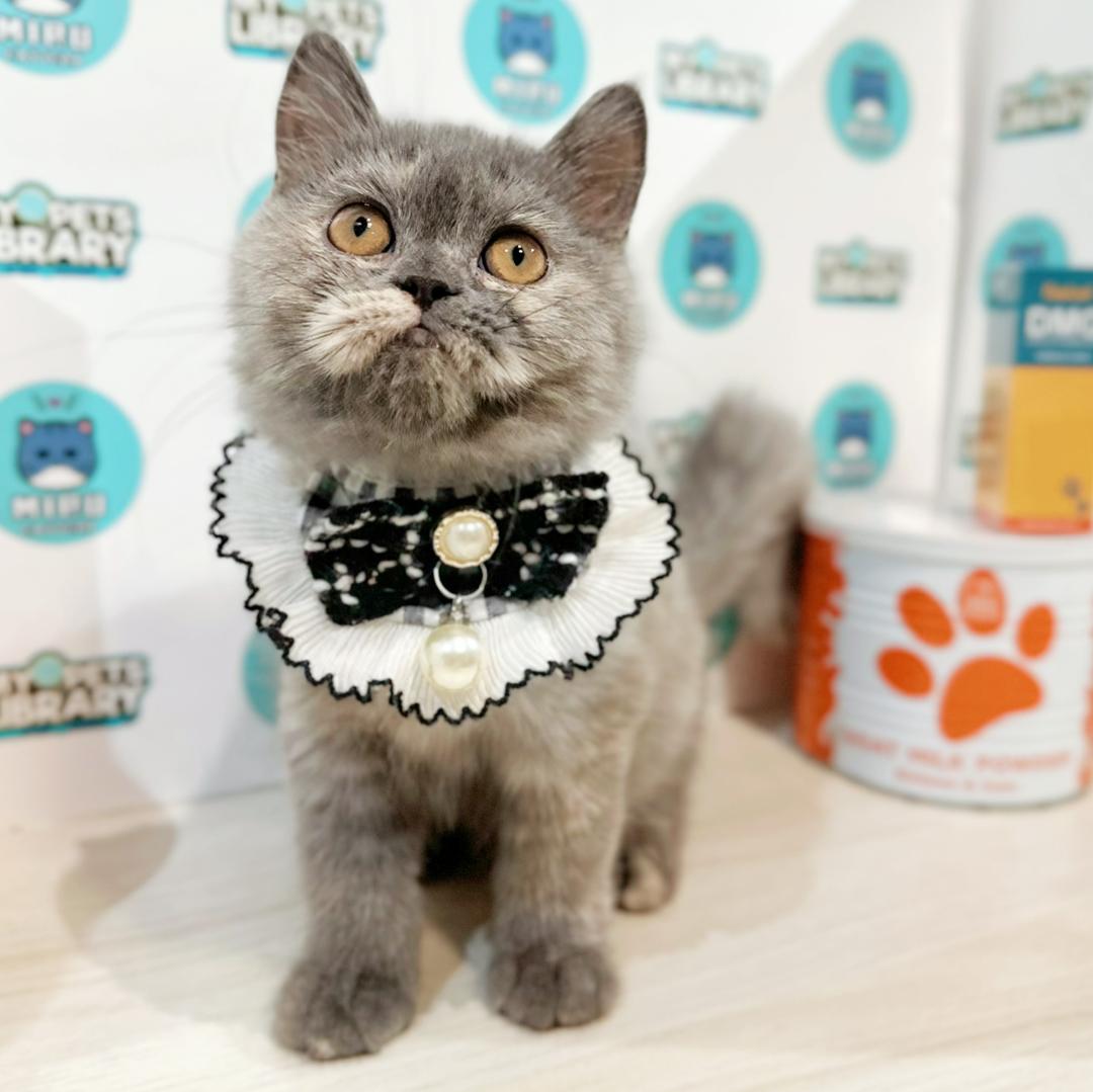British Shorthair Kitten