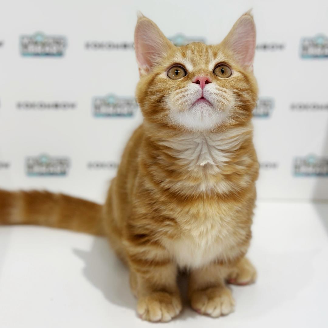 Short Leg Munchkin British Shorthair Kitten