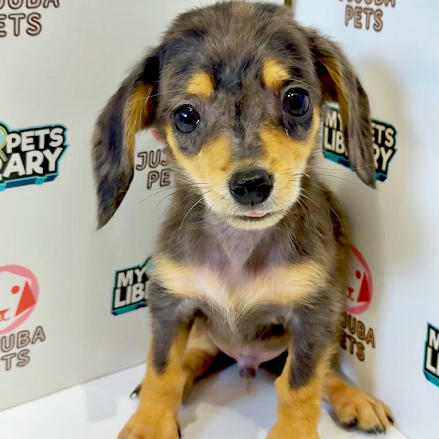 Chiweenie Puppy