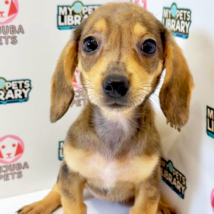Chiweenie Puppy