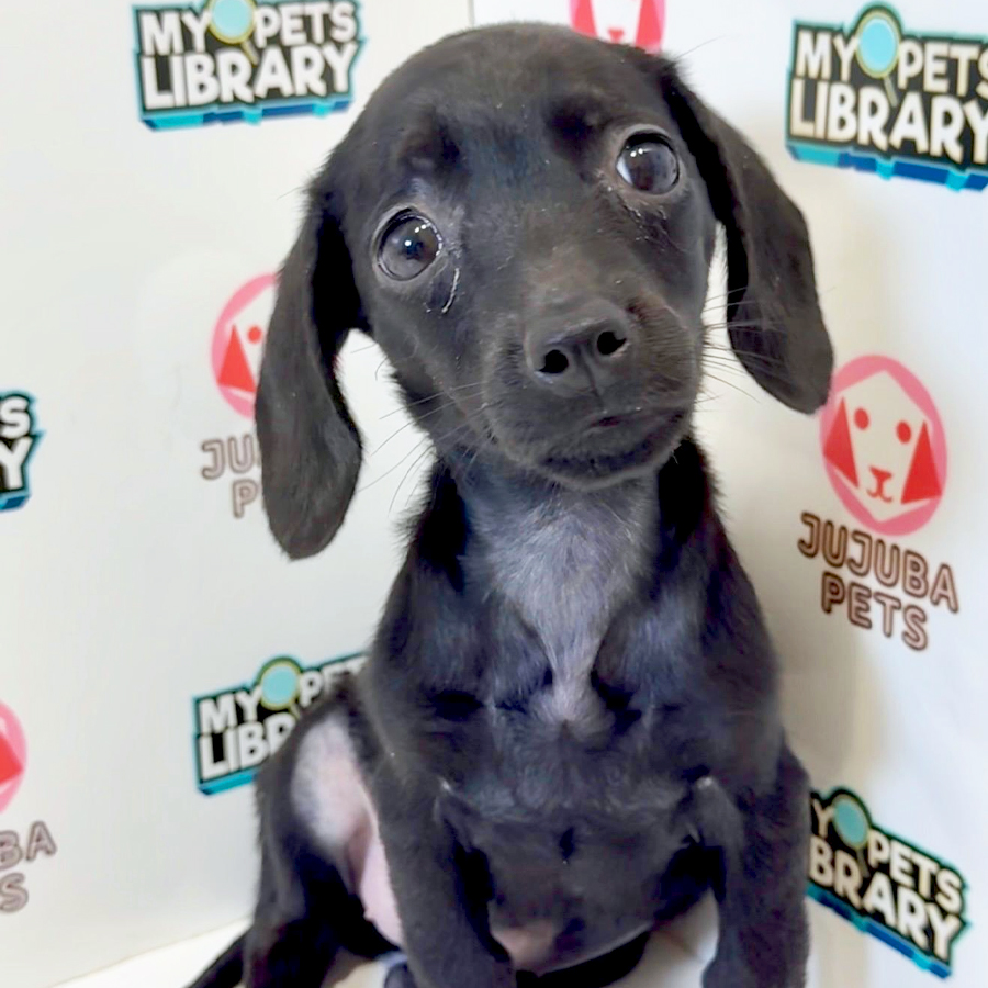 Dachshund Puppy