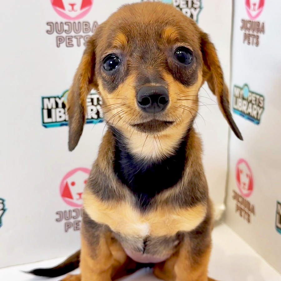 Chiweenie Puppy
