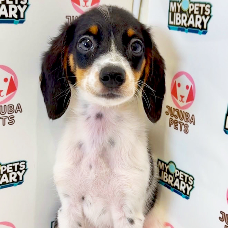 Doxle Puppy