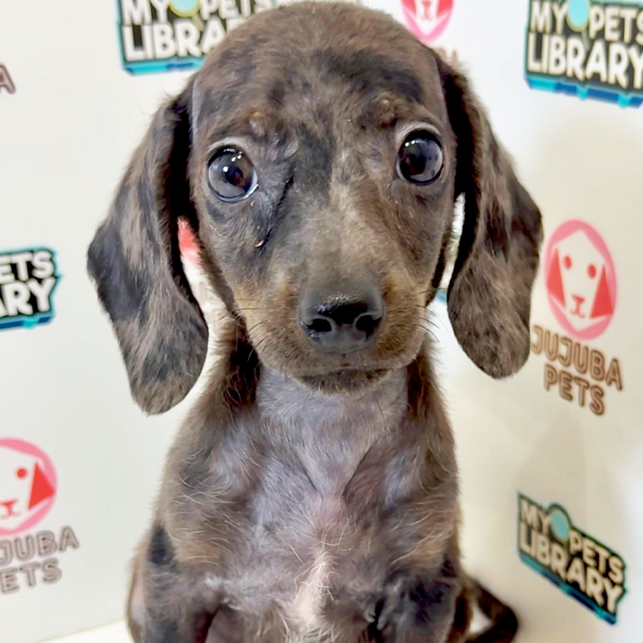 Dachshund Puppy