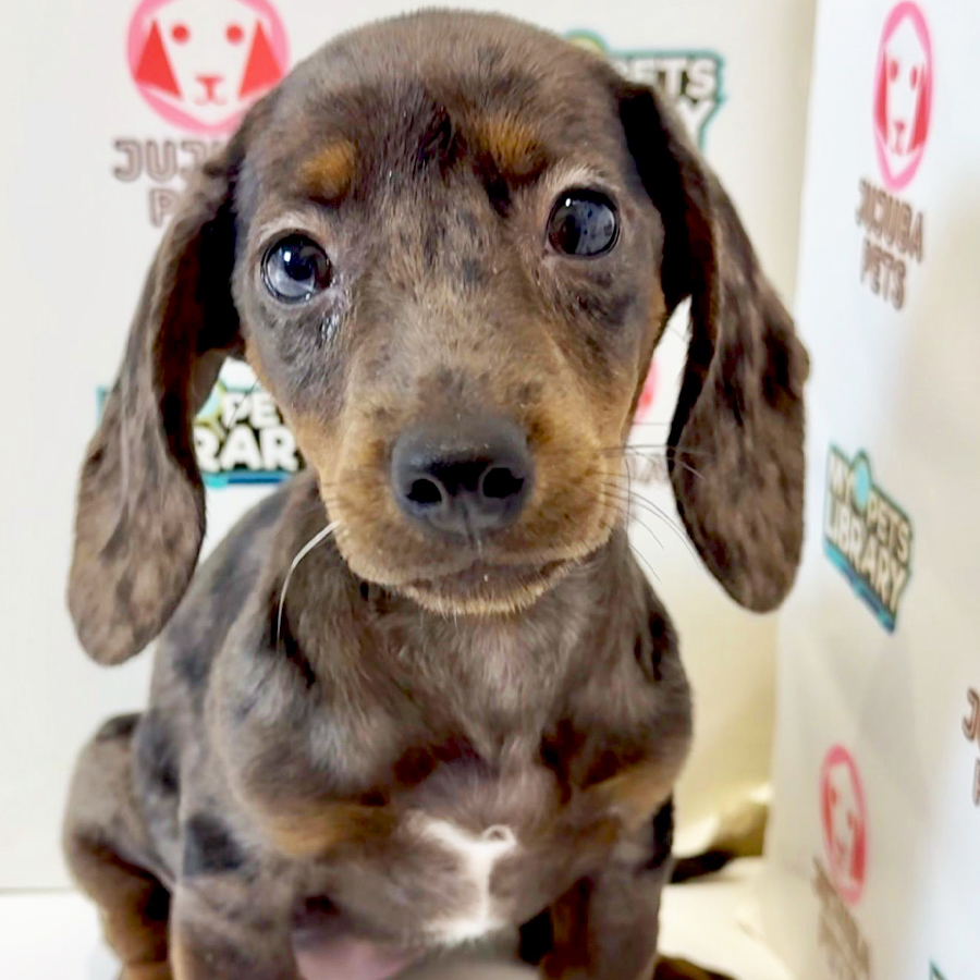 Dachshund Puppy