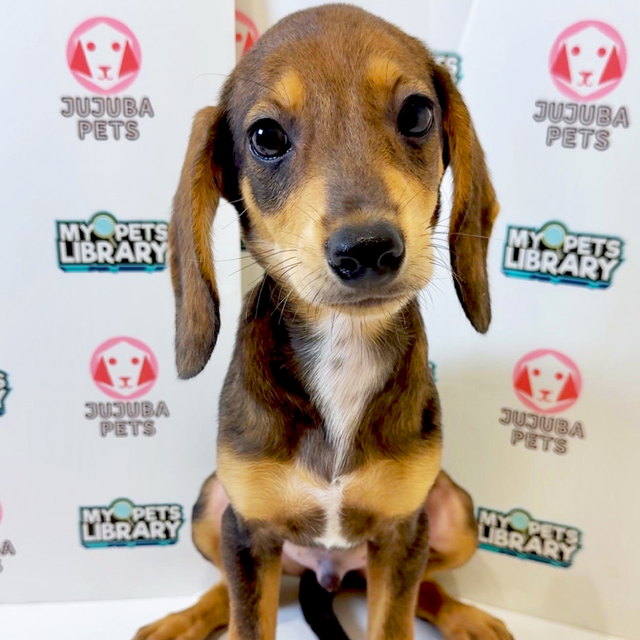 Doxle Puppy