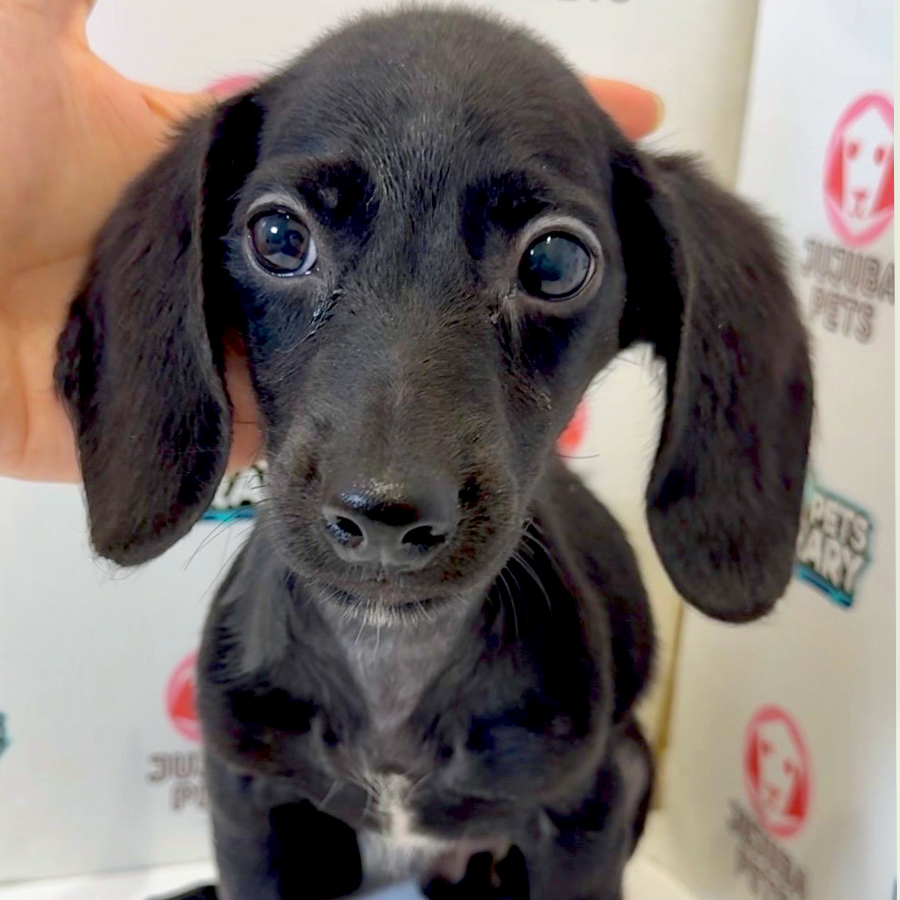Dachshund Puppy