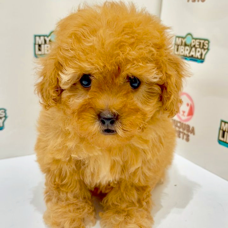 Tiny Poodle Puppy