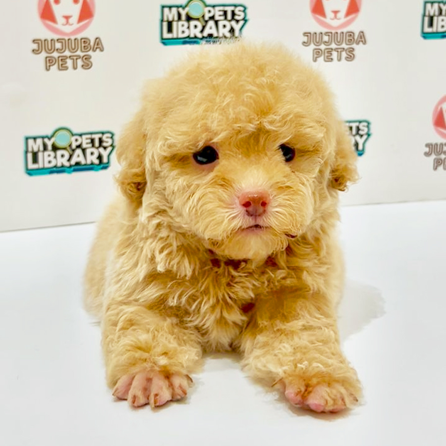 Toy Poodle Puppy