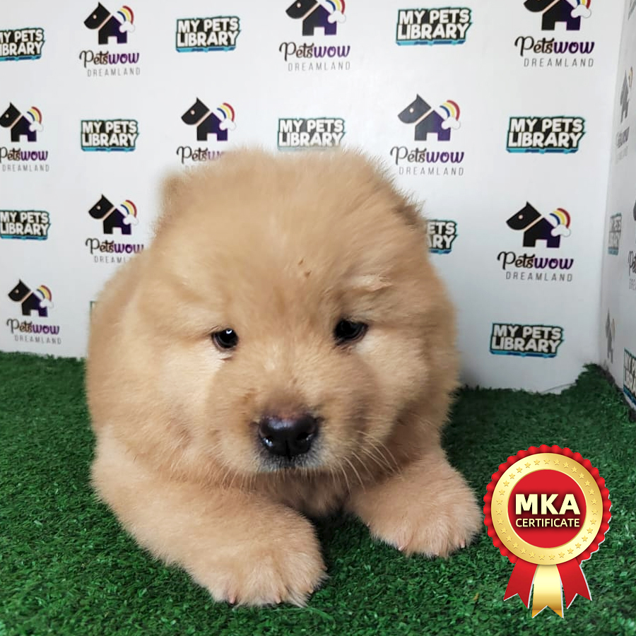 Chow Chow Puppy