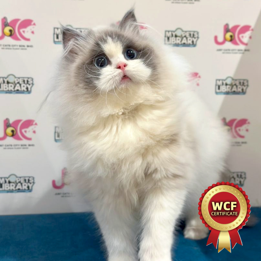 WCF Ragdoll Kitten