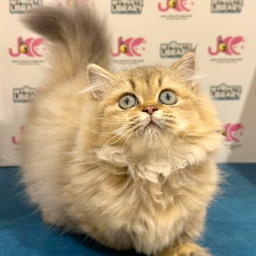 Minuet Napoleon Kitten