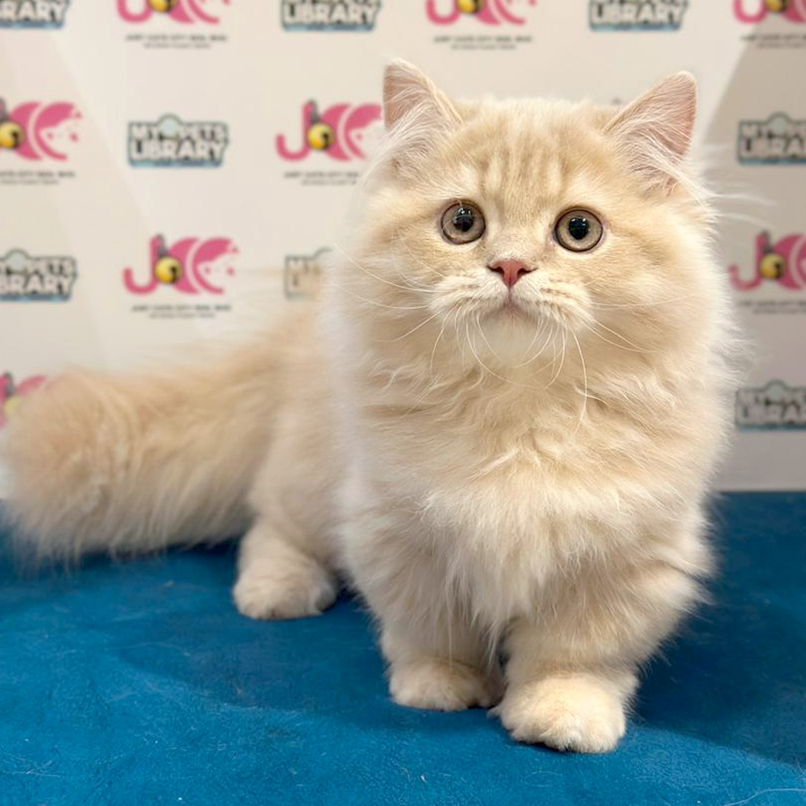 Minuet Napoleon Kitten