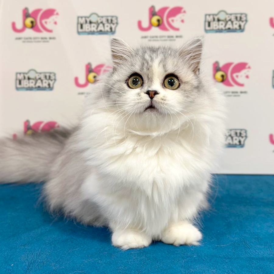 Minuet Napoleon Kitten
