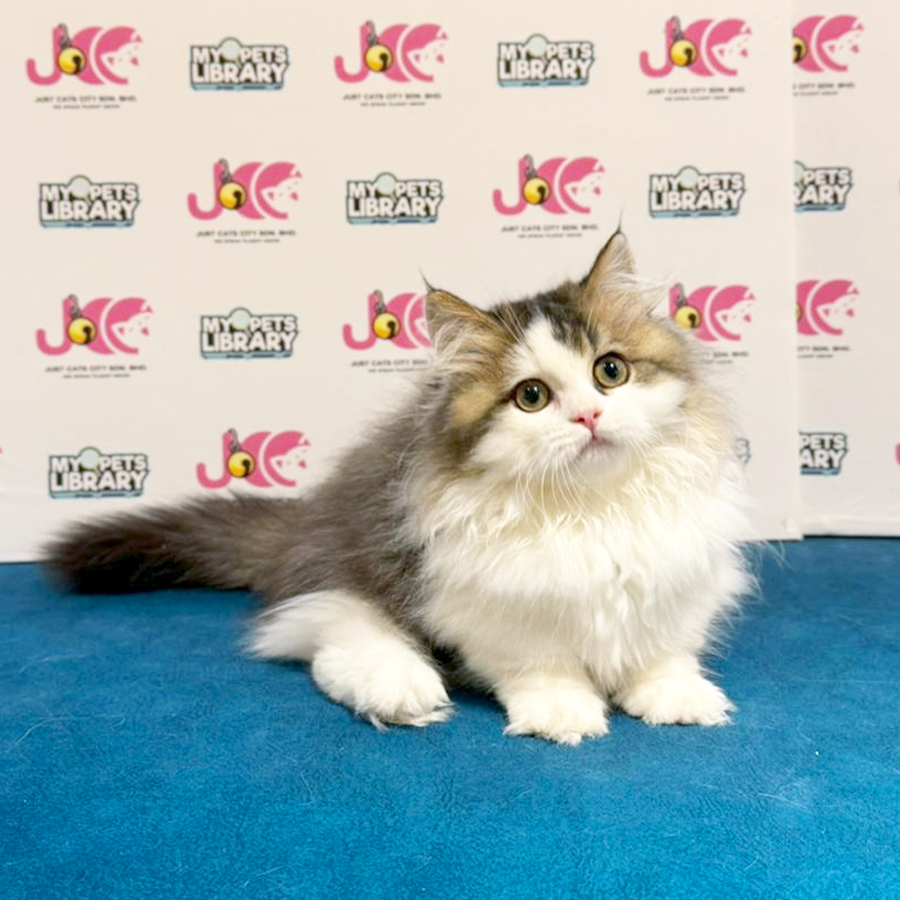 Minuet Napoleon Kitten