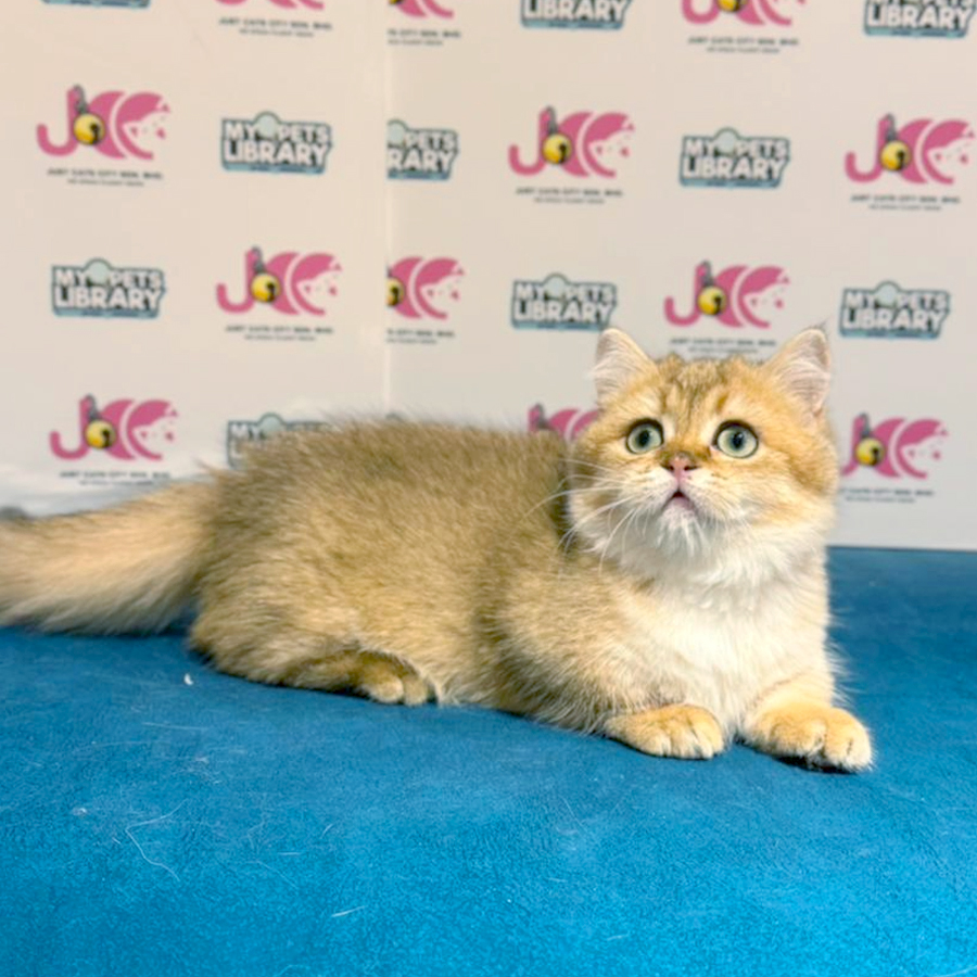 Munchkin Kitten