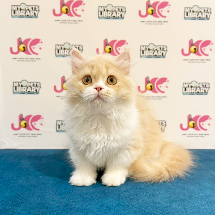 Minuet Napoleon Kitten