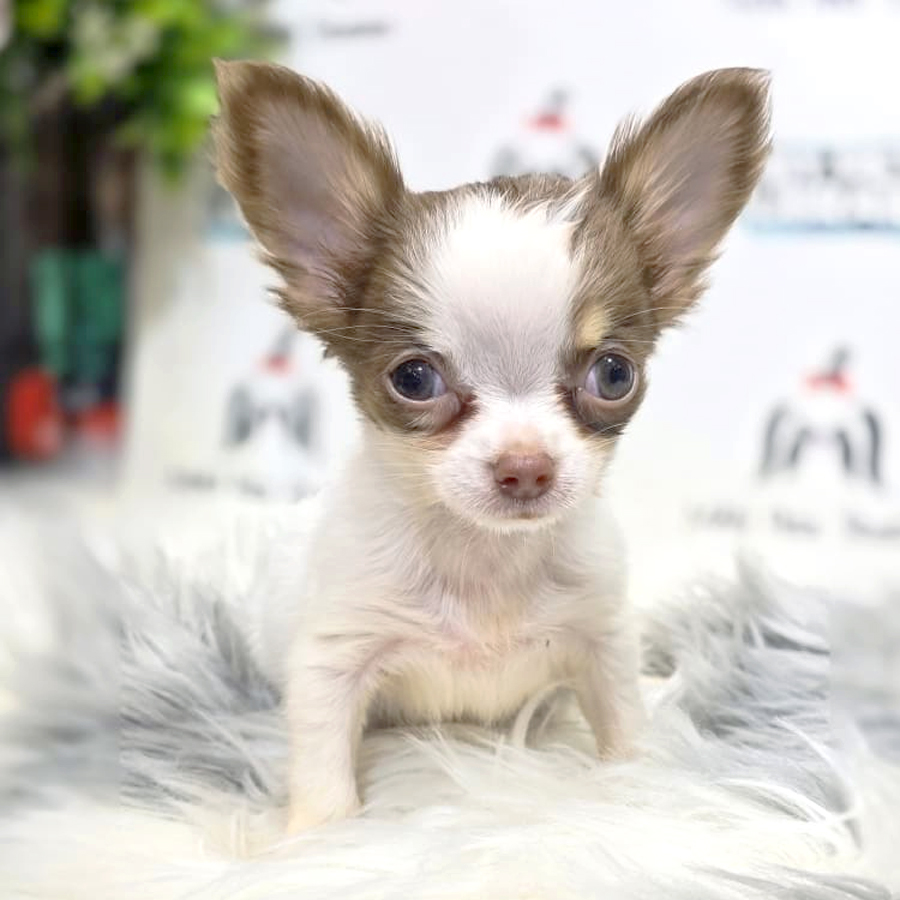 Chihuahua Puppy