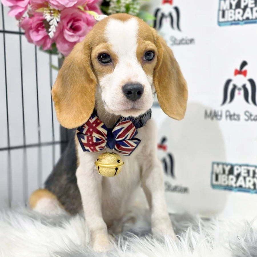 Beagle Puppy