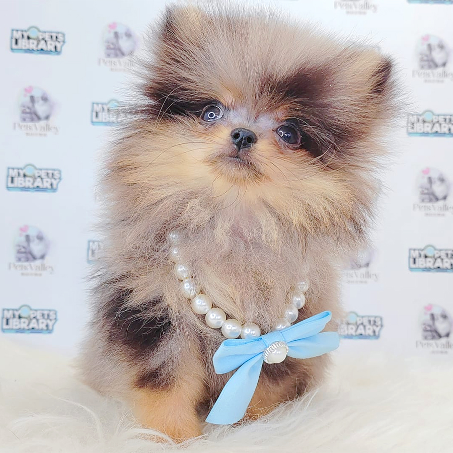 Teacup Pomeranian Puppy