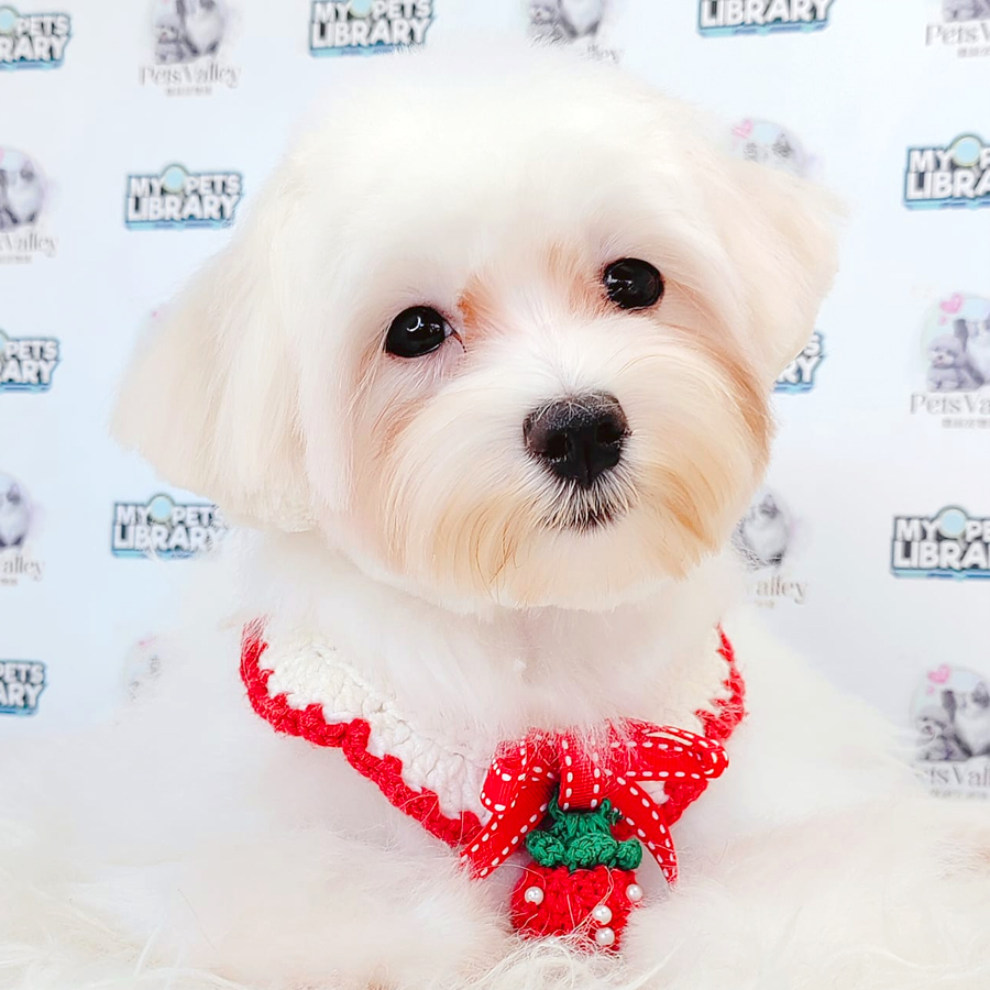 Maltese Puppy