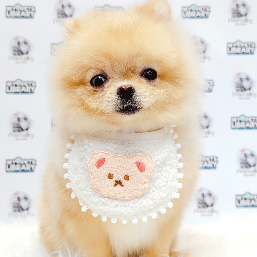 Pomeranian Puppy